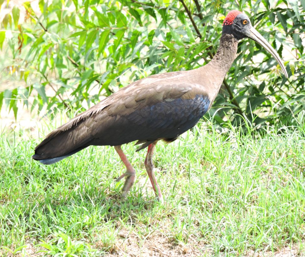 red naped ibis