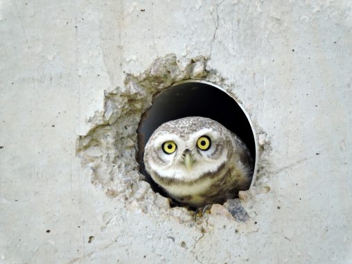 The Wise Gaze